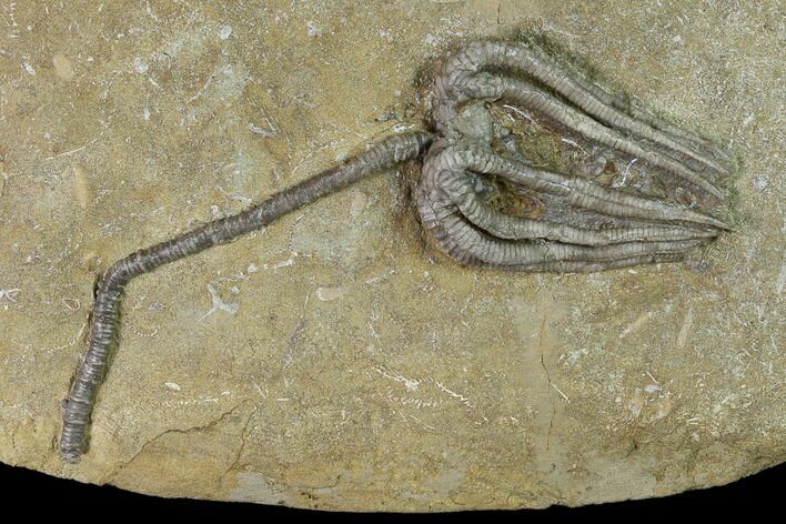 Fossil Crinoid (Agaricocrinus) - Crawfordsville, Indiana #135546